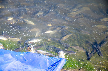 Image showing Young carp fish from fish farms released into the reservoir