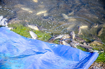 Image showing Young carp fish from fish farms released into the reservoir