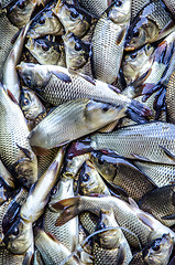 Image showing Young carp fish from a fish farm in a barrel are transported for release into the reservoir