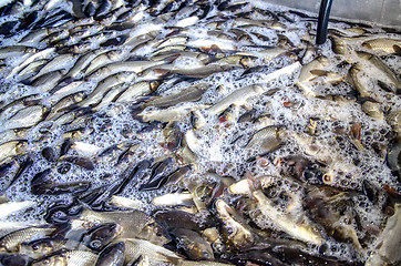 Image showing Young carp fish from a fish farm in a barrel are transported for release into the reservoir