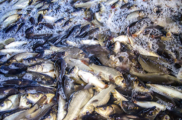 Image showing Young carp fish from a fish farm in a barrel are transported for release into the reservoir