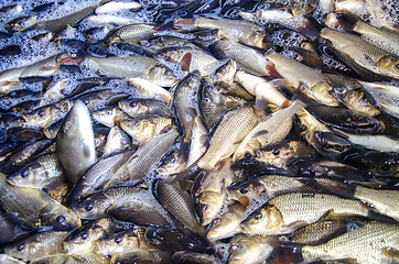 Image showing Young carp fish from a fish farm in a barrel are transported for release into the reservoir