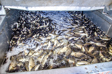 Image showing Young carp fish from a fish farm in a barrel are transported for release into the reservoir