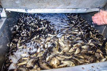 Image showing Young carp fish from a fish farm in a barrel are transported for release into the reservoir