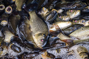 Image showing Young carp fish from a fish farm in a barrel are transported for release into the reservoir