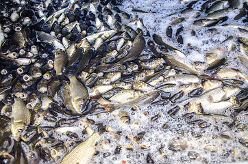 Image showing Young carp fish from a fish farm in a barrel are transported for release into the reservoir