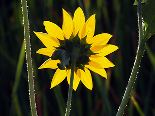 Image showing Sunlight shining through yellow petals of flower