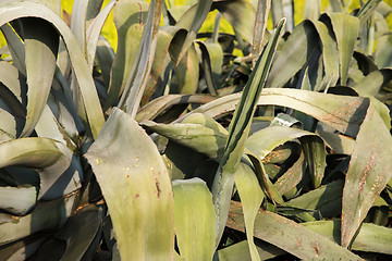 Image showing green aloe leaves