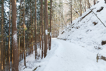 Image showing snow path in winter forest, japan