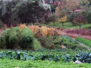 Image showing small vegetable garden in fall various plants 