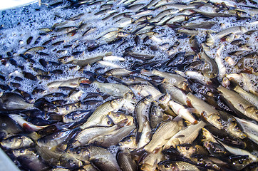 Image showing Young carp fish from a fish farm in a barrel are transported for release into the reservoir