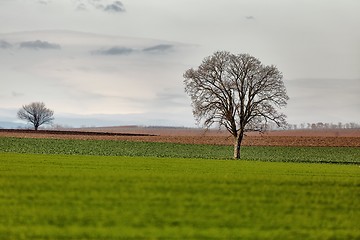 Image showing Tree on a field