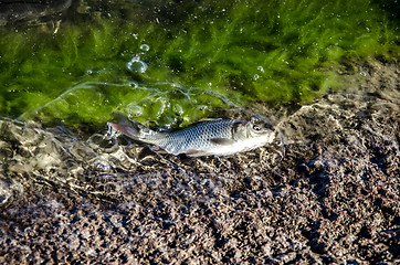 Image showing Young carp fish from fish farms released into the reservoir