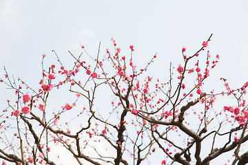 Image showing close up of beautiful sakura tree blossoms