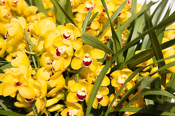 Image showing beautiful yellow orchid flowers