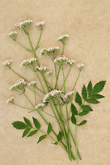 Image showing Valerian Herb Flowers