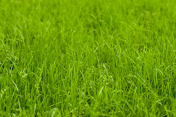 Image showing green grass