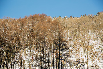 Image showing winter forest in japan