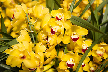 Image showing beautiful yellow orchid flowers