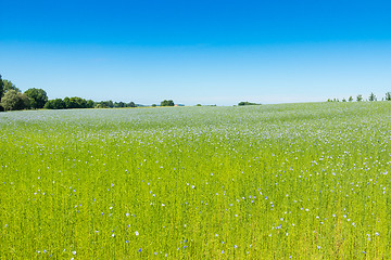 Image showing Large field of flax in bloom in spring