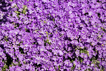 Image showing blue campanula flowers on a flower market