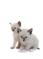 Image showing Siamese kittens