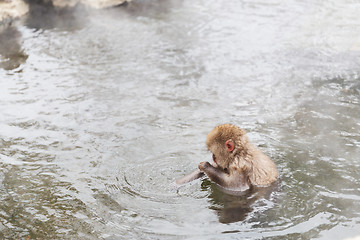 Image showing japanese macaque or snow monkey in hot spring