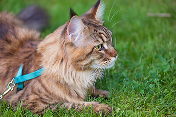 Image showing Maine Coon Cat at park