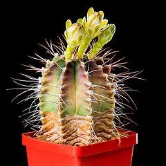 Image showing Cactus flowers on black