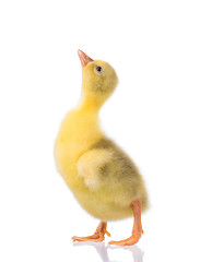 Image showing Cute newborn gosling