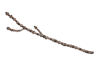 Image showing Dry tree branch on white