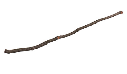 Image showing Dry tree branch on white