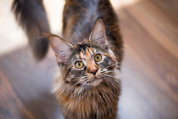 Image showing Maine Coon kitten at home