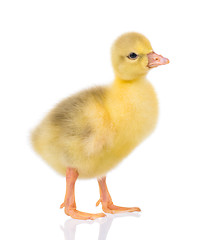 Image showing Cute newborn gosling