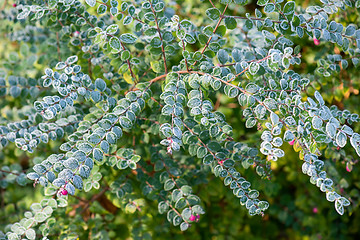 Image showing Green leaves covered with frost 