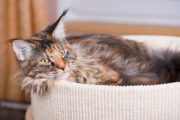 Image showing Maine Coon kitten at home