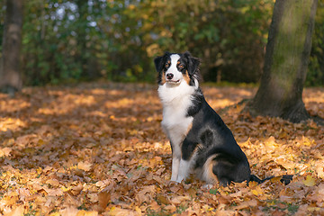 Image showing Australian Shepherd Dog at park