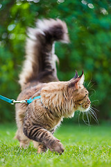 Image showing Maine Coon Cat at park