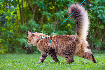 Image showing Maine Coon Cat at park