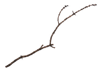 Image showing Dry tree branch on white