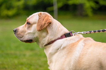 Image showing Dog Labrador Retriever at park