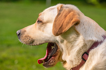 Image showing Dog Labrador Retriever at park