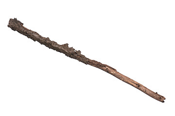 Image showing Dry tree branch on white