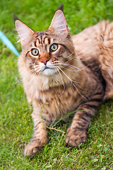 Image showing Maine Coon Cat at park