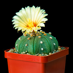 Image showing Cactus flowers on black