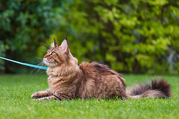 Image showing Maine Coon Cat at park