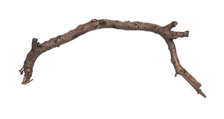 Image showing Dry tree branch on white