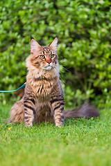 Image showing Maine Coon Cat at park