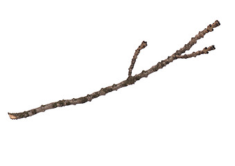 Image showing Dry tree branch on white