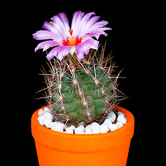 Image showing Cactus flowers on black